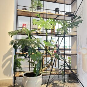 Black Metal Plant Shelf with Ceramic Pot