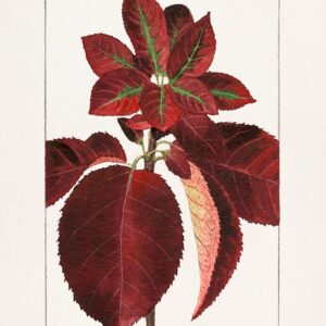 Chokecherry Botanical Wall Art Print - 24 x 32 in